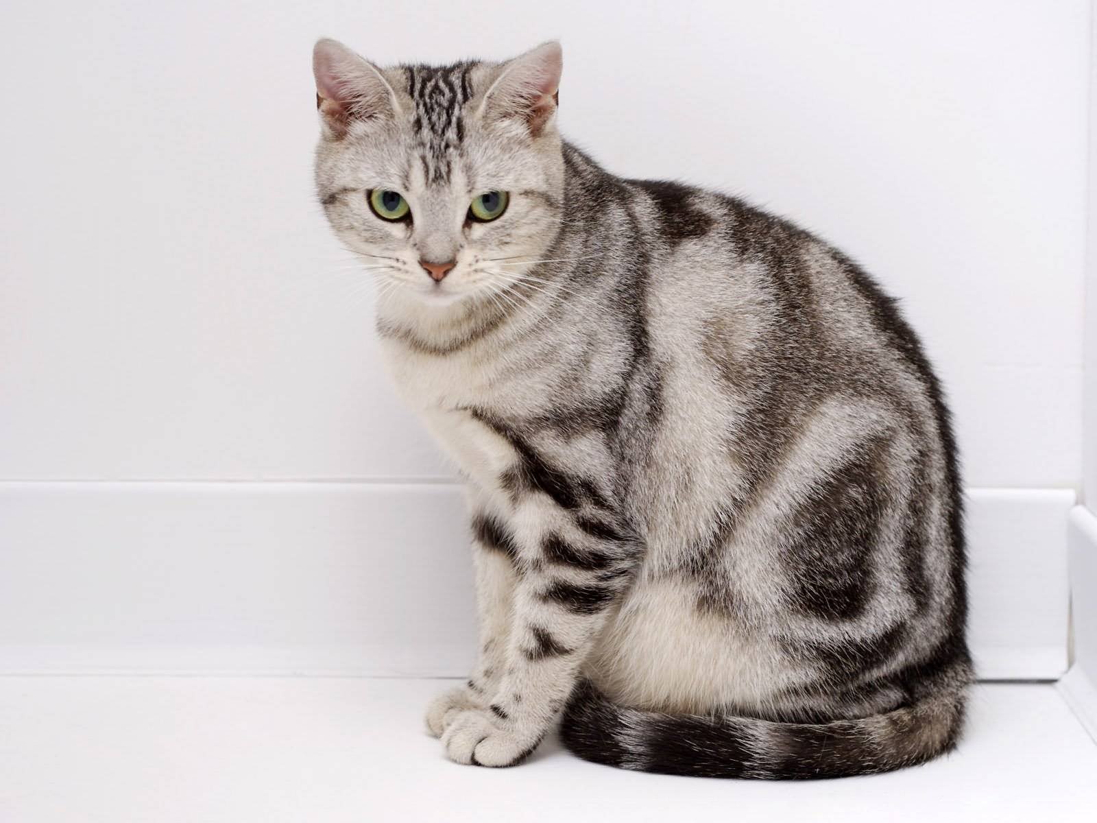 Мраморный табби европейская короткошерстная. Американская короткошерстная кошка табби. Британская короткошёрстная кошка табби. Мраморный Мэнкс табби. Серая кошка с полосками