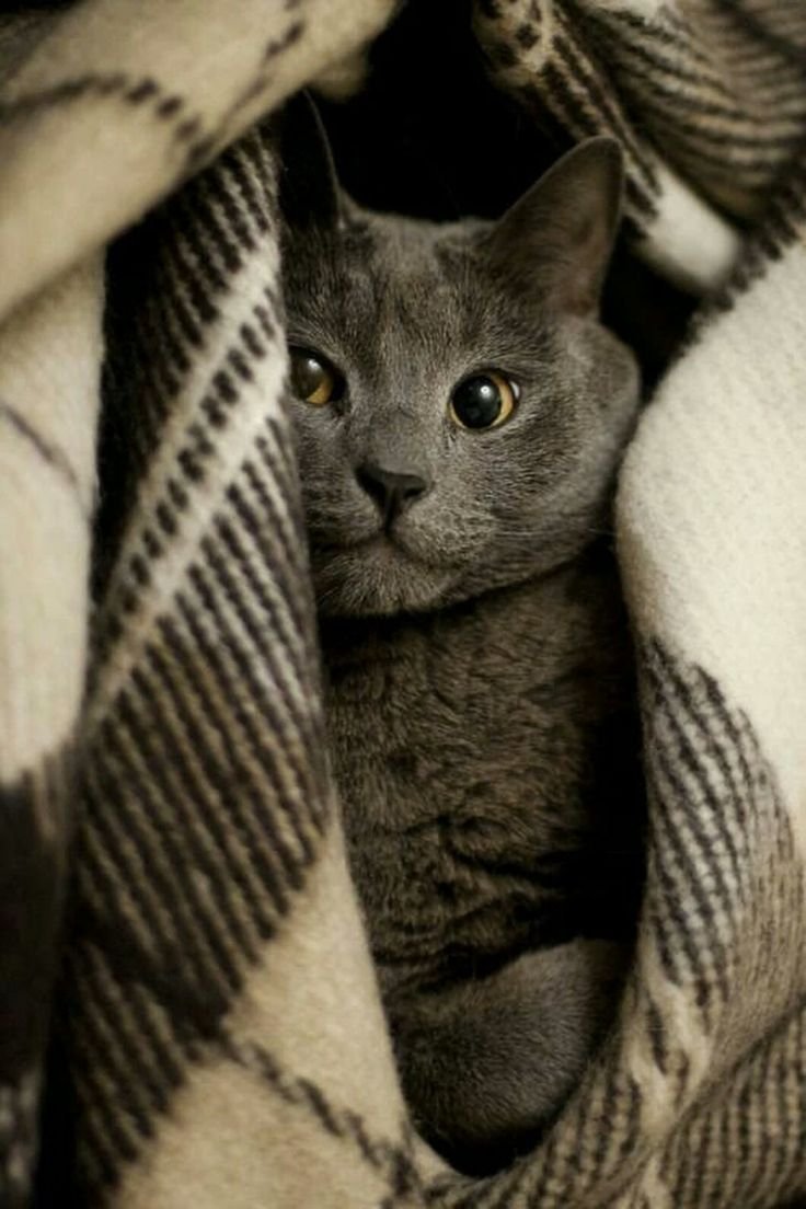 Серые коты Эстетика