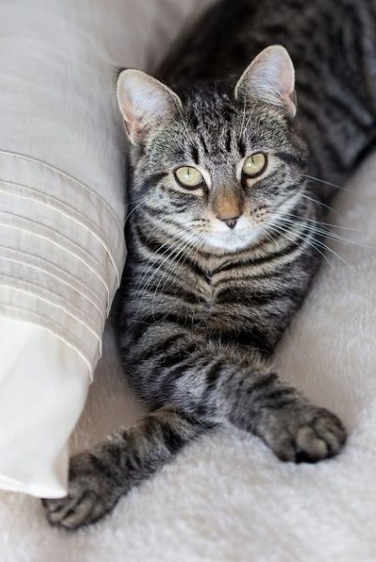 Табби макрель полосатый