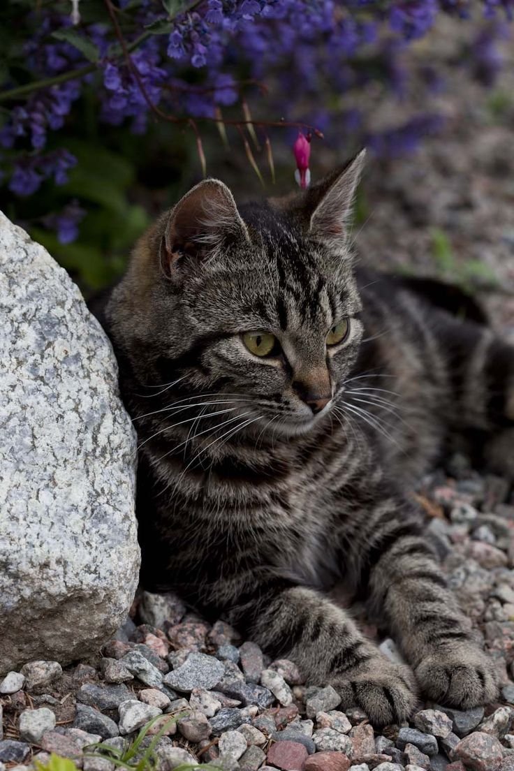 Коты темно полосатые