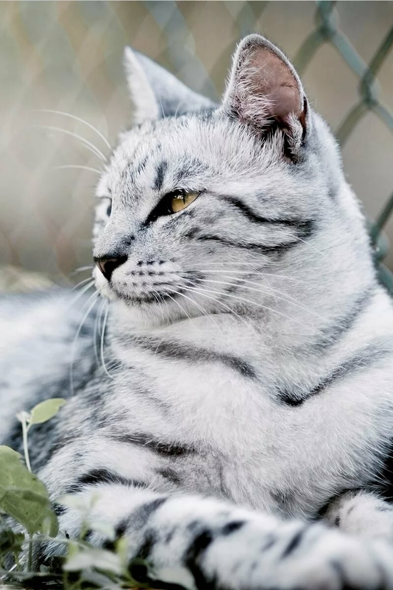 Серая полосатая кошка