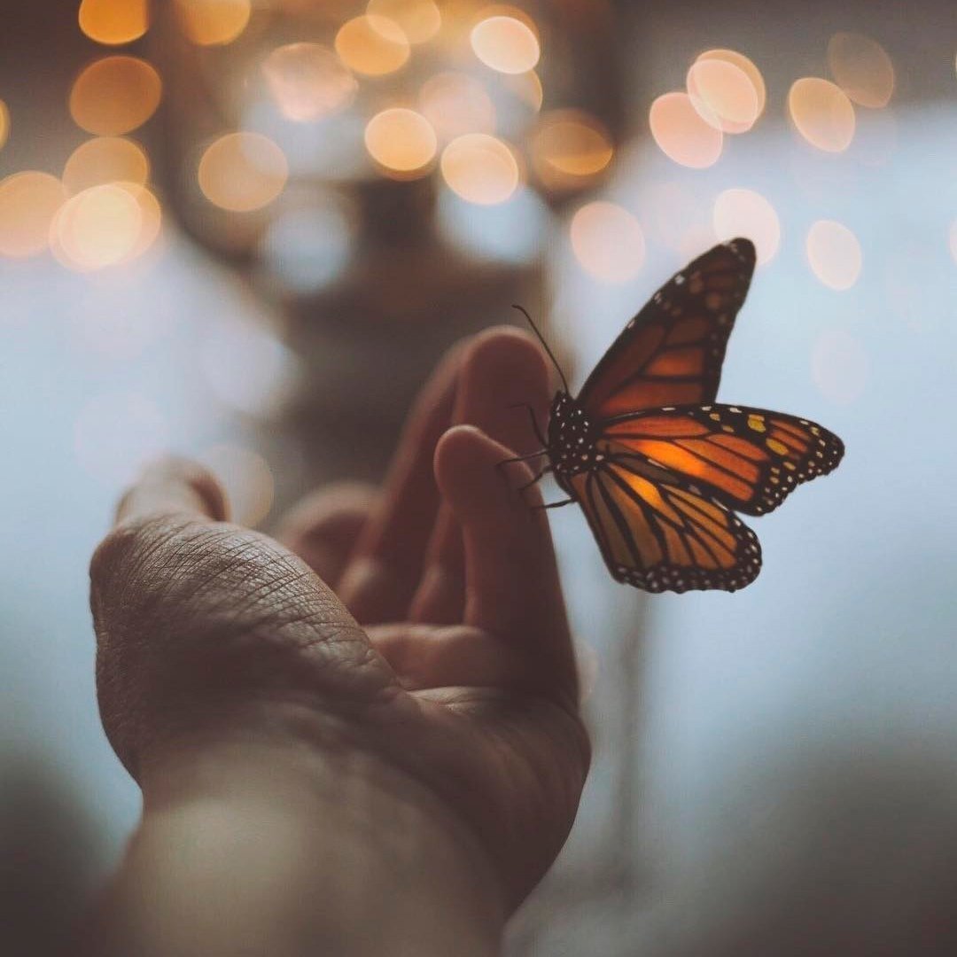 Бабочка в мужских руках