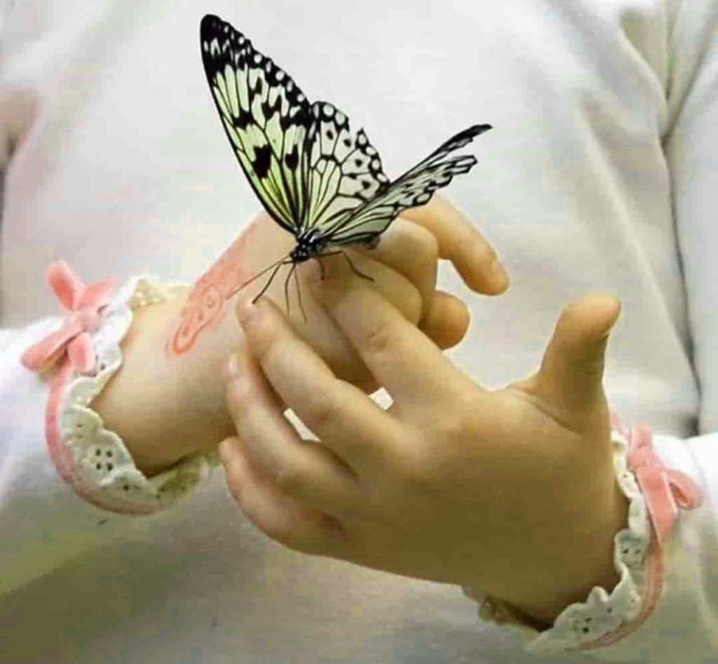 На руку бабочка