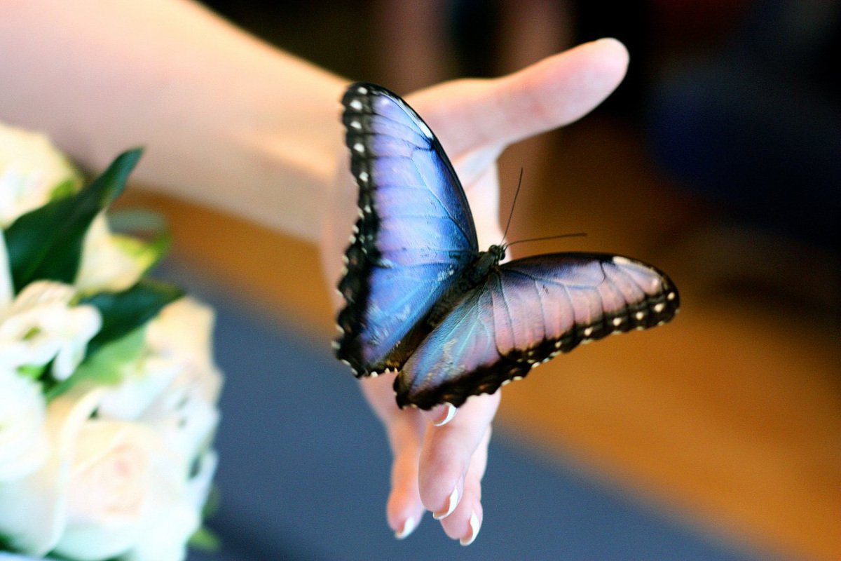 Голубые бабочки Эстетика