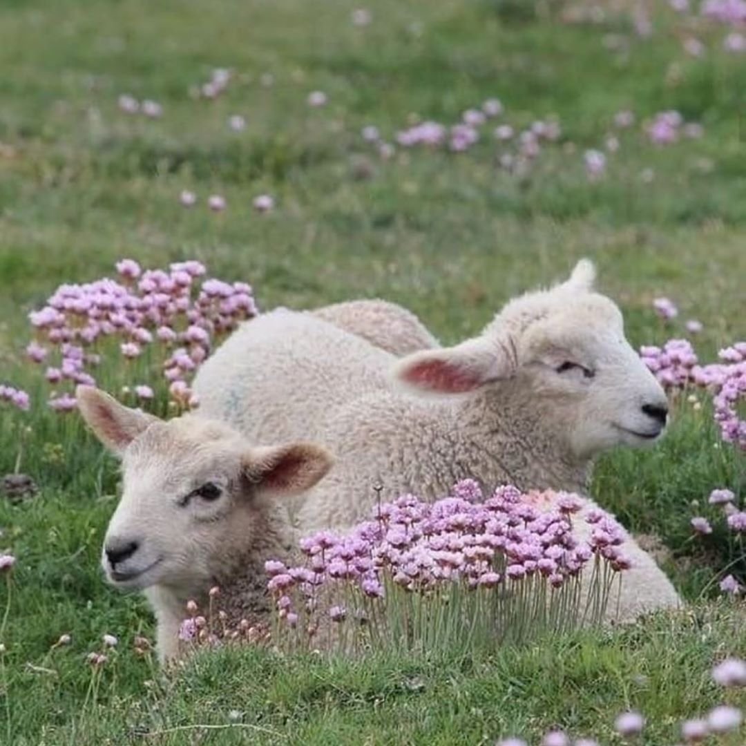 Милые барашки