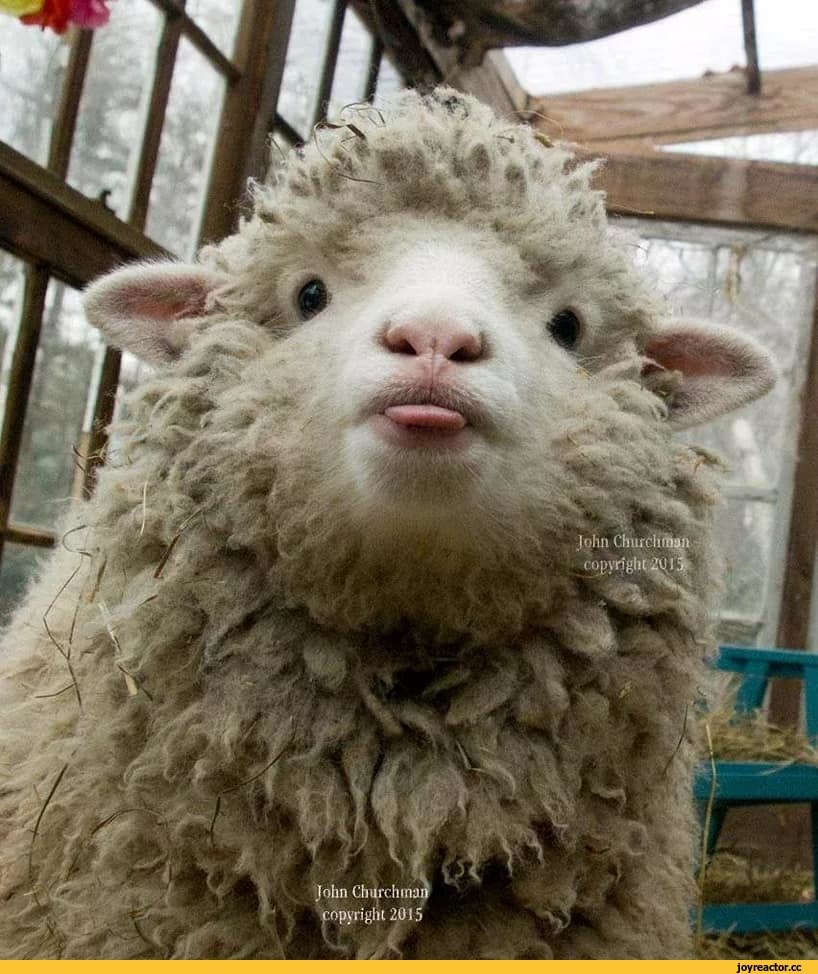 Обиженный козлик