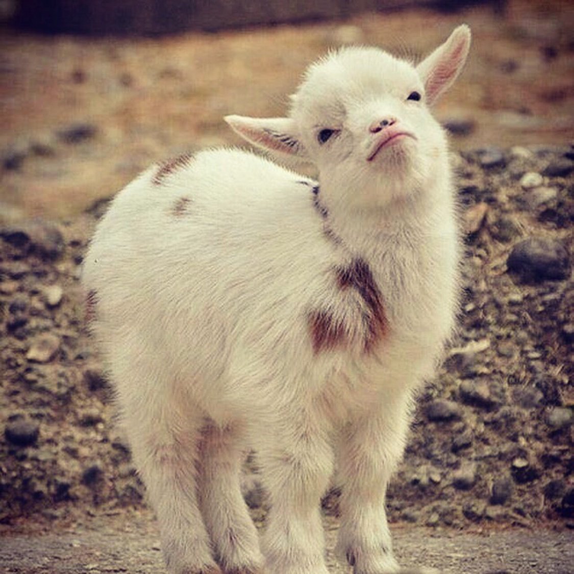 Маленькая пушистая козочка