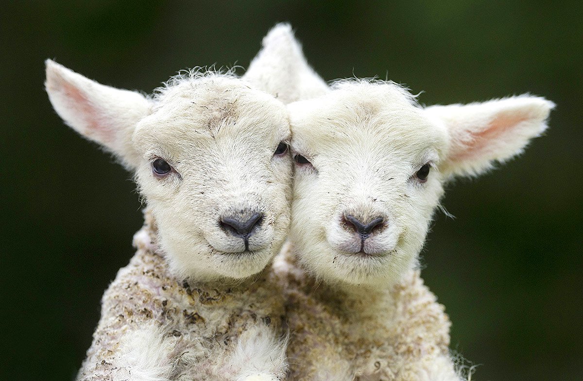 Милые ягнята