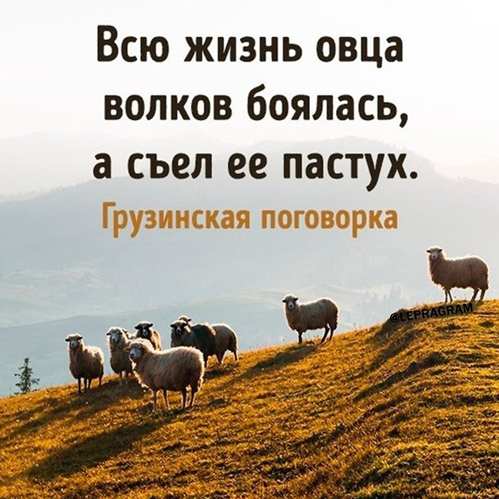 Голова барана