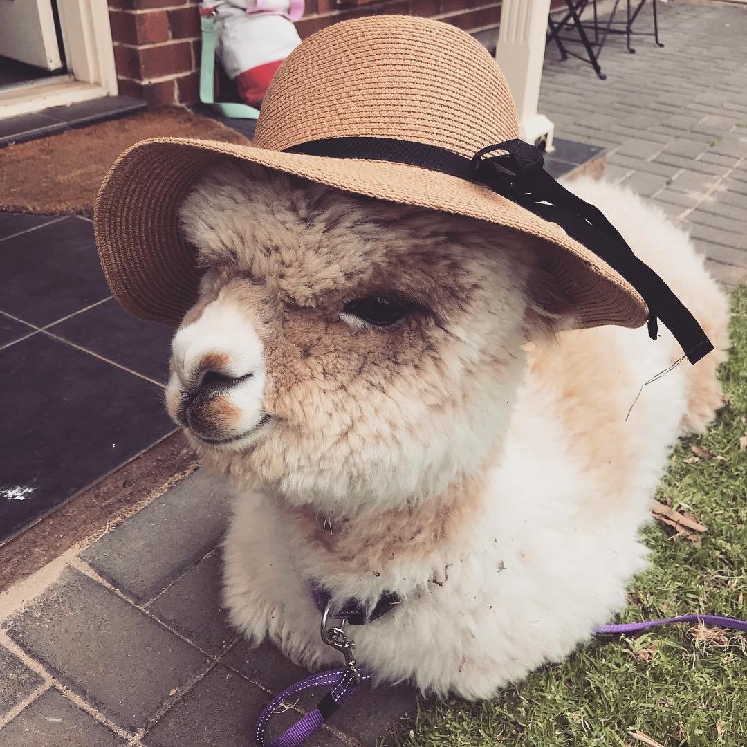 Овца в одежде