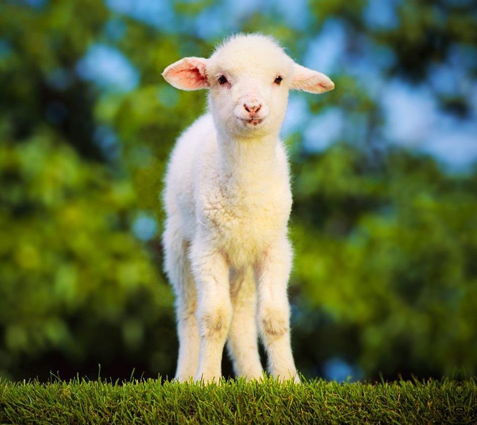 Овечка и курица