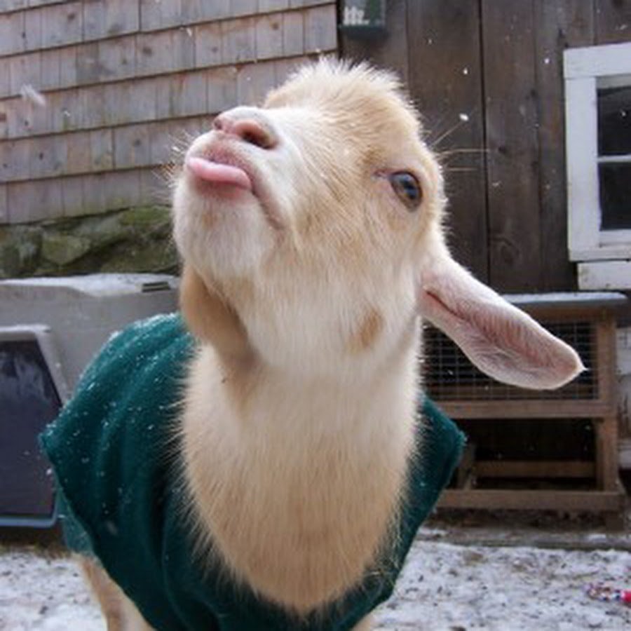 Смешной барашек