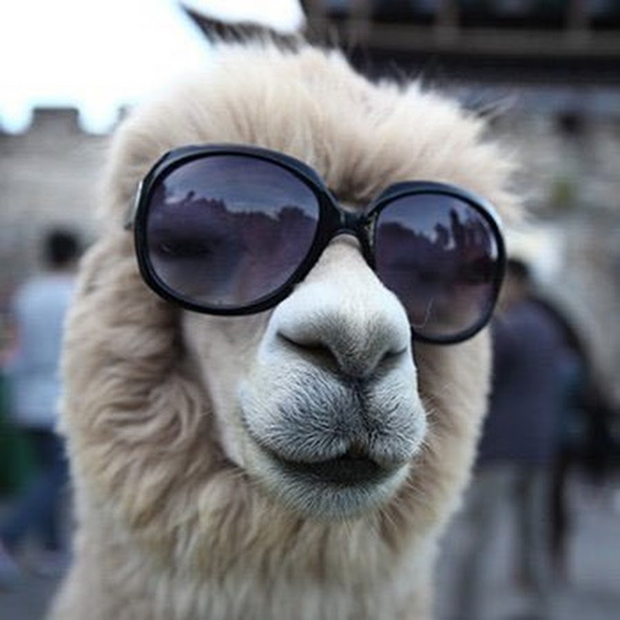 Баран Далла женского пола