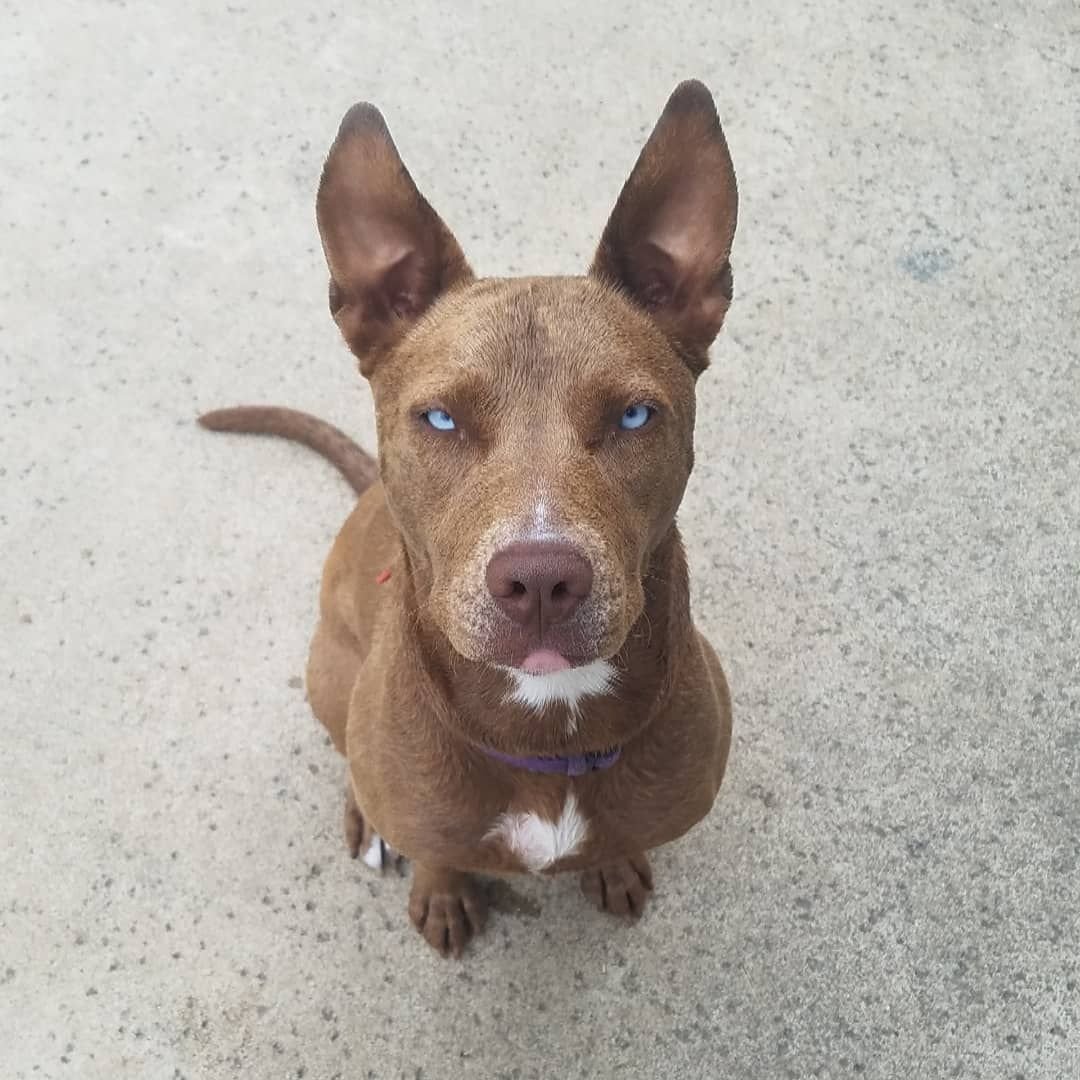 Помесь хаски и питбуля