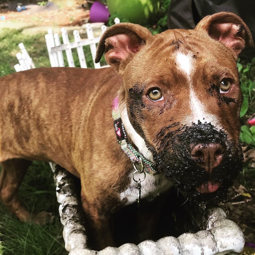 Стаффордширский бультерьер тигровый