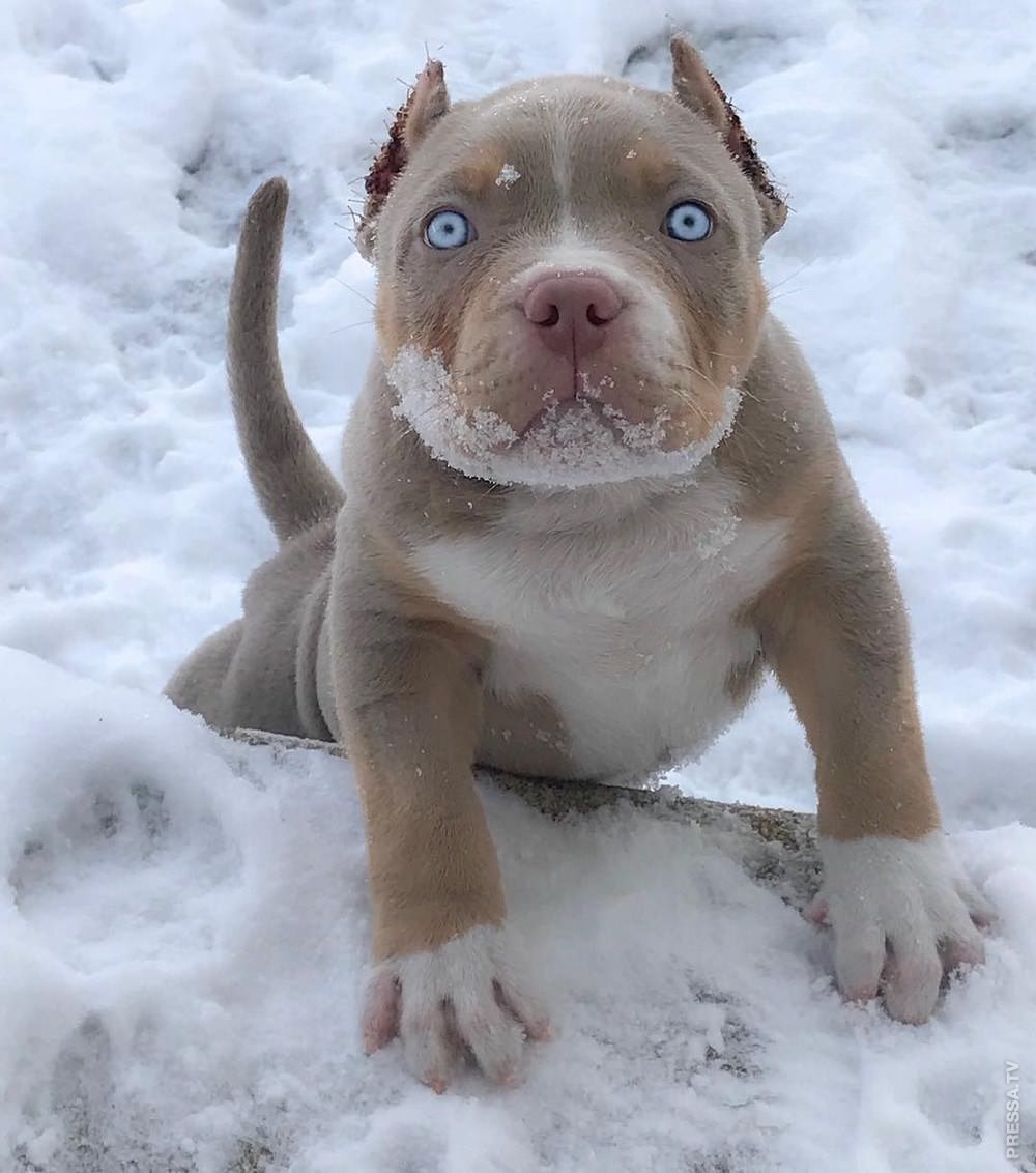 Бультерьер питбуль метис