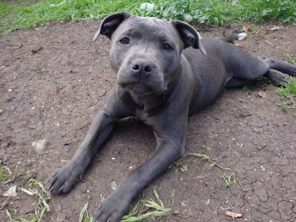 Тайский питбуль