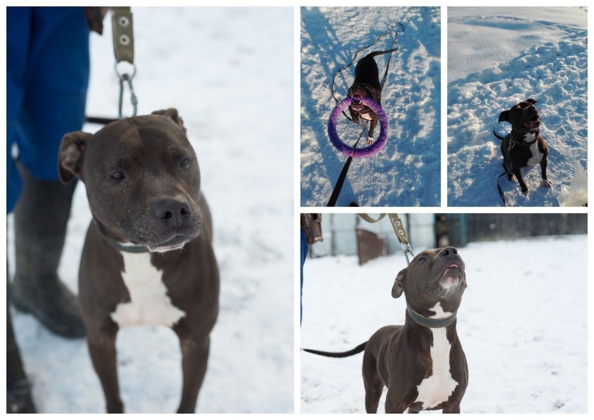Взять питбуля из приюта в Москве