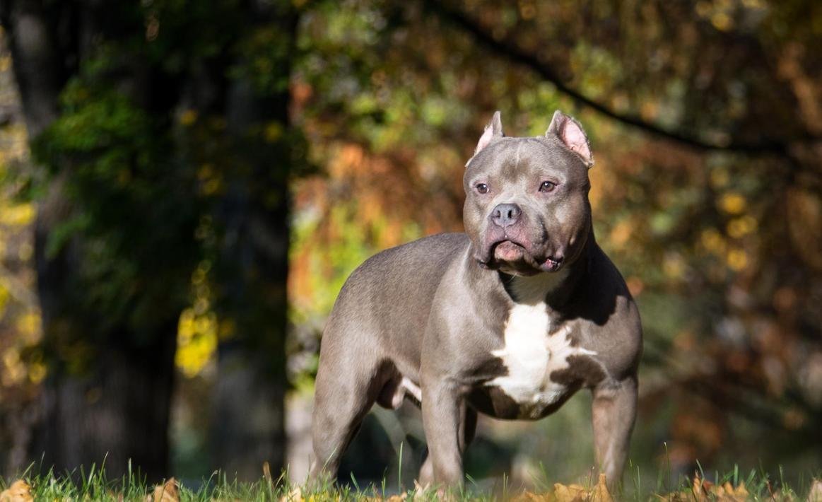 Стаффордширский терьер булли