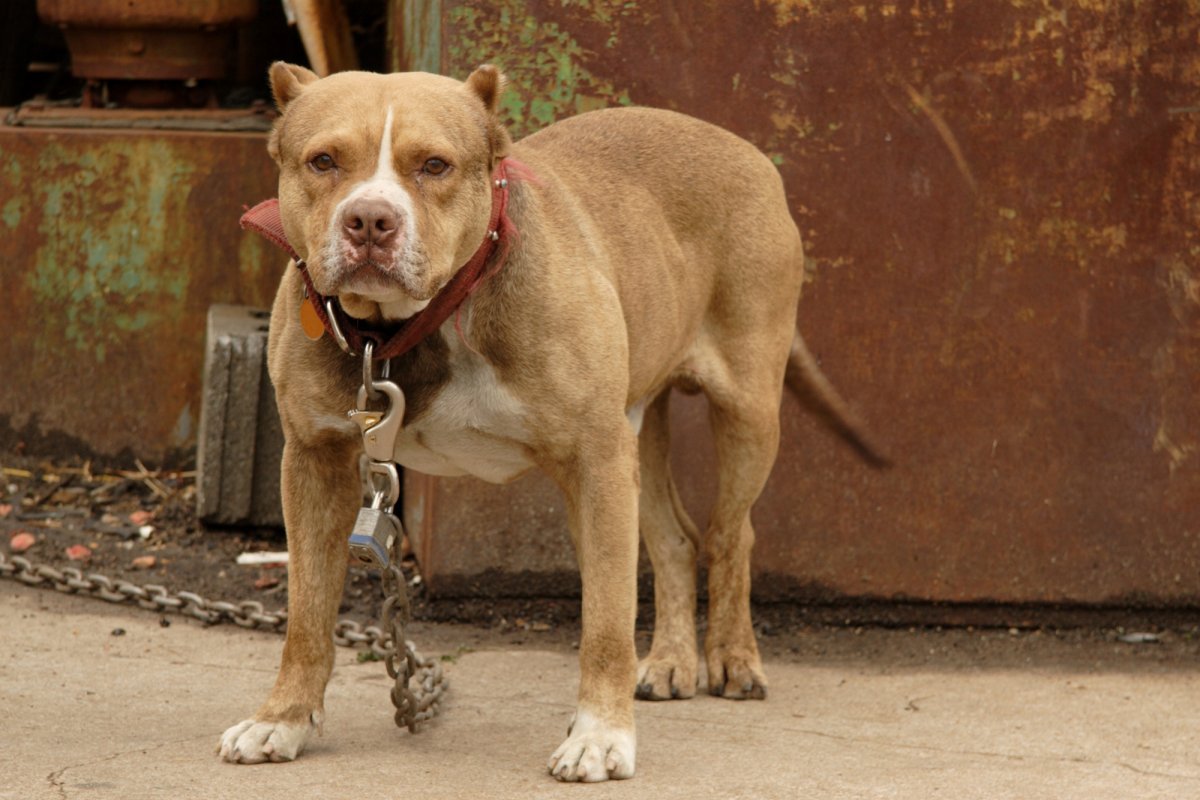 Пес на цепи