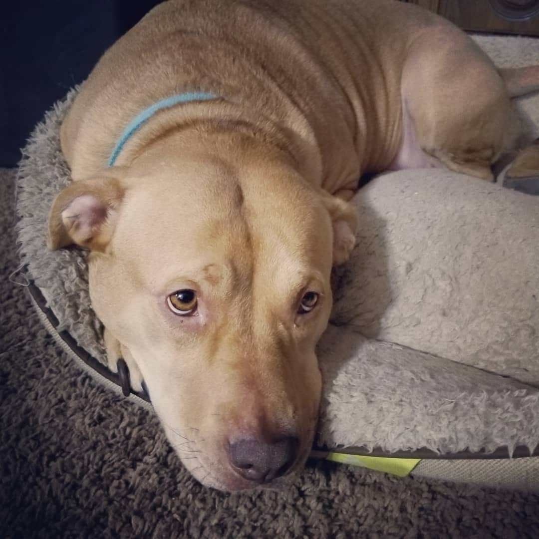 Лабрадор и питбуль помесь