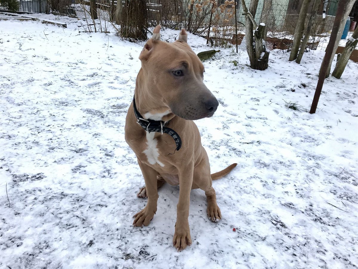 Метис питбуля и стаффа