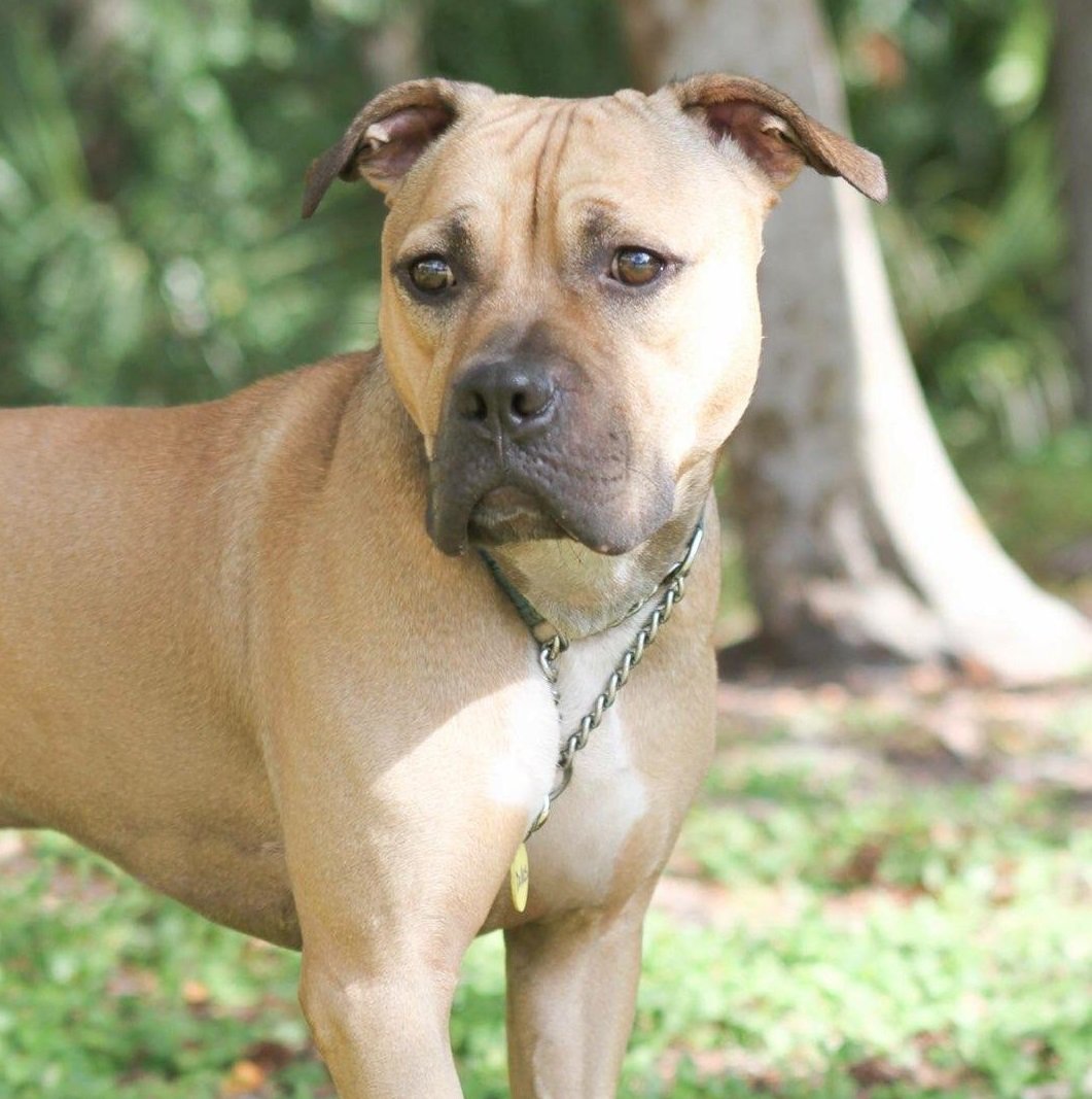 Американский стаффордширский терьер серый