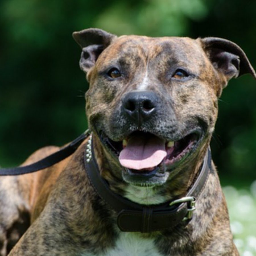 Стаффордширский терьер загрыз