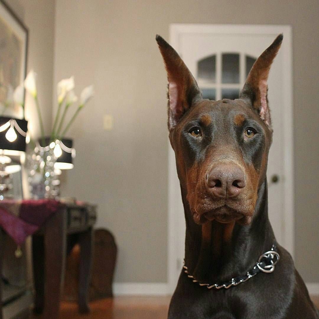 Доберман некупированный