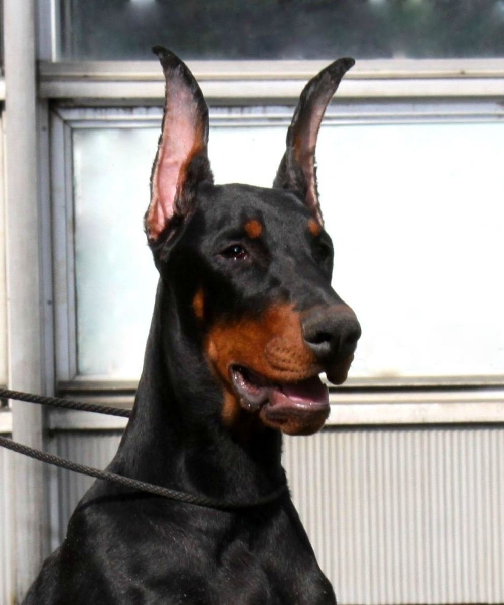 Такса с купированными ушами