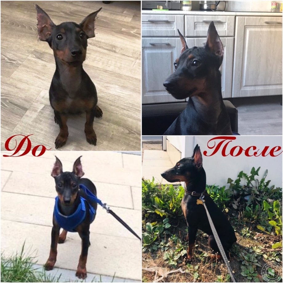 Собака Доберман фото Мила и много на обои