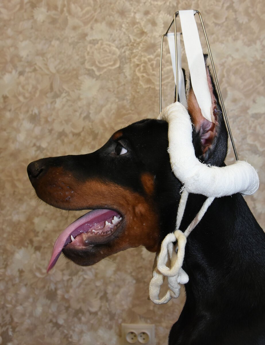 Пара доберманов