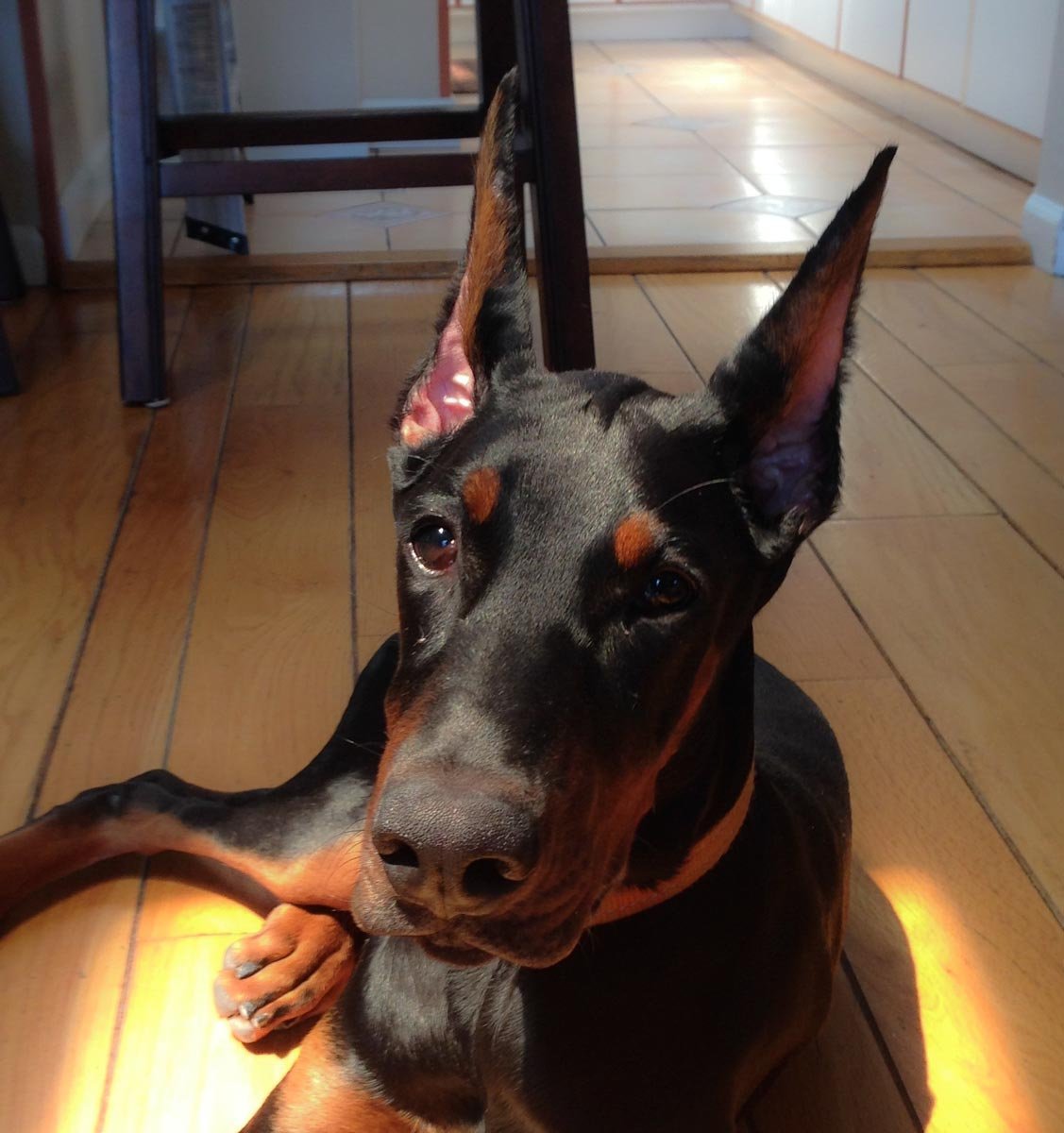 Доберман пятнистый