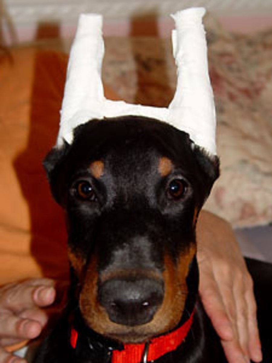 Доберман купирование ушей перевязка