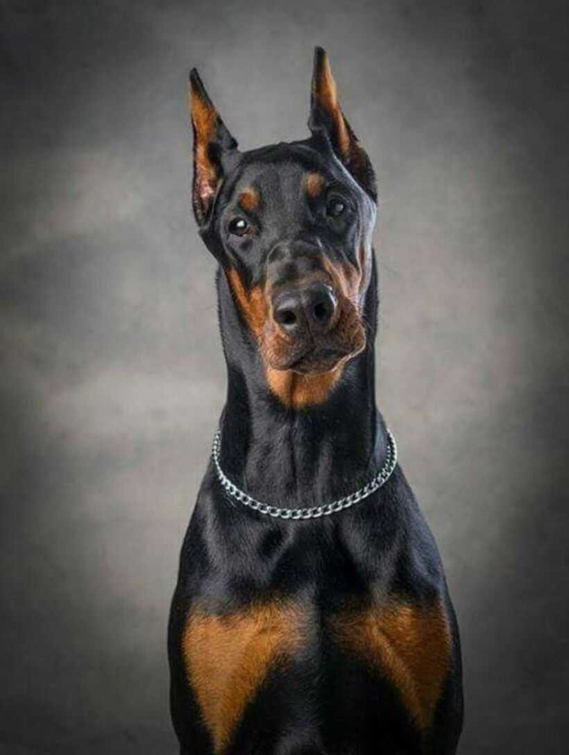 Доберман-пинчер Эстетика