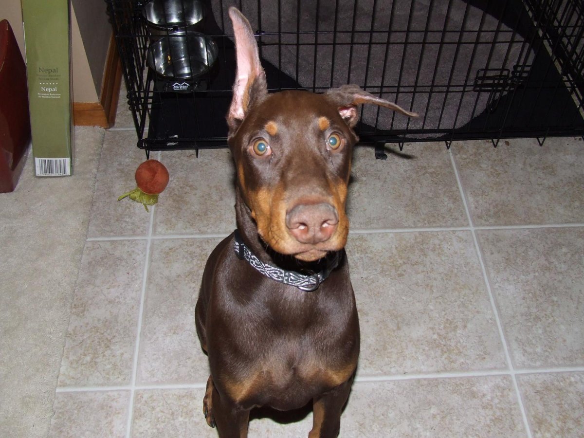 Доберман некупированный