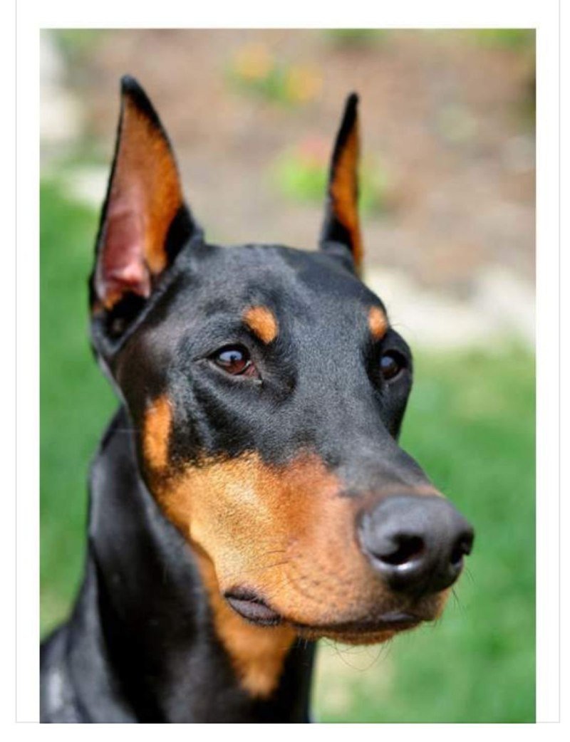 Доберман некупированный