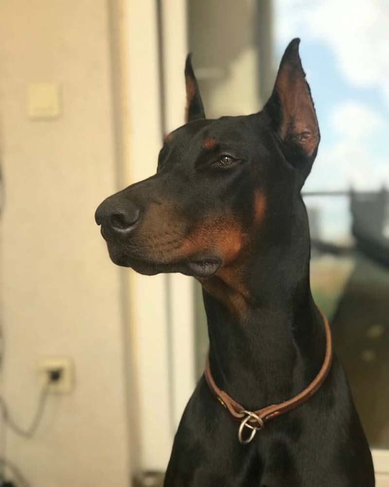 Купированные уши у собак Доберман