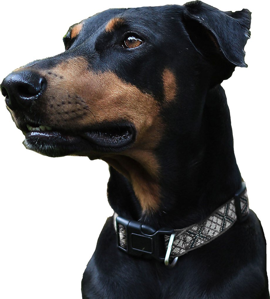 Доберман с ушами необрезанными