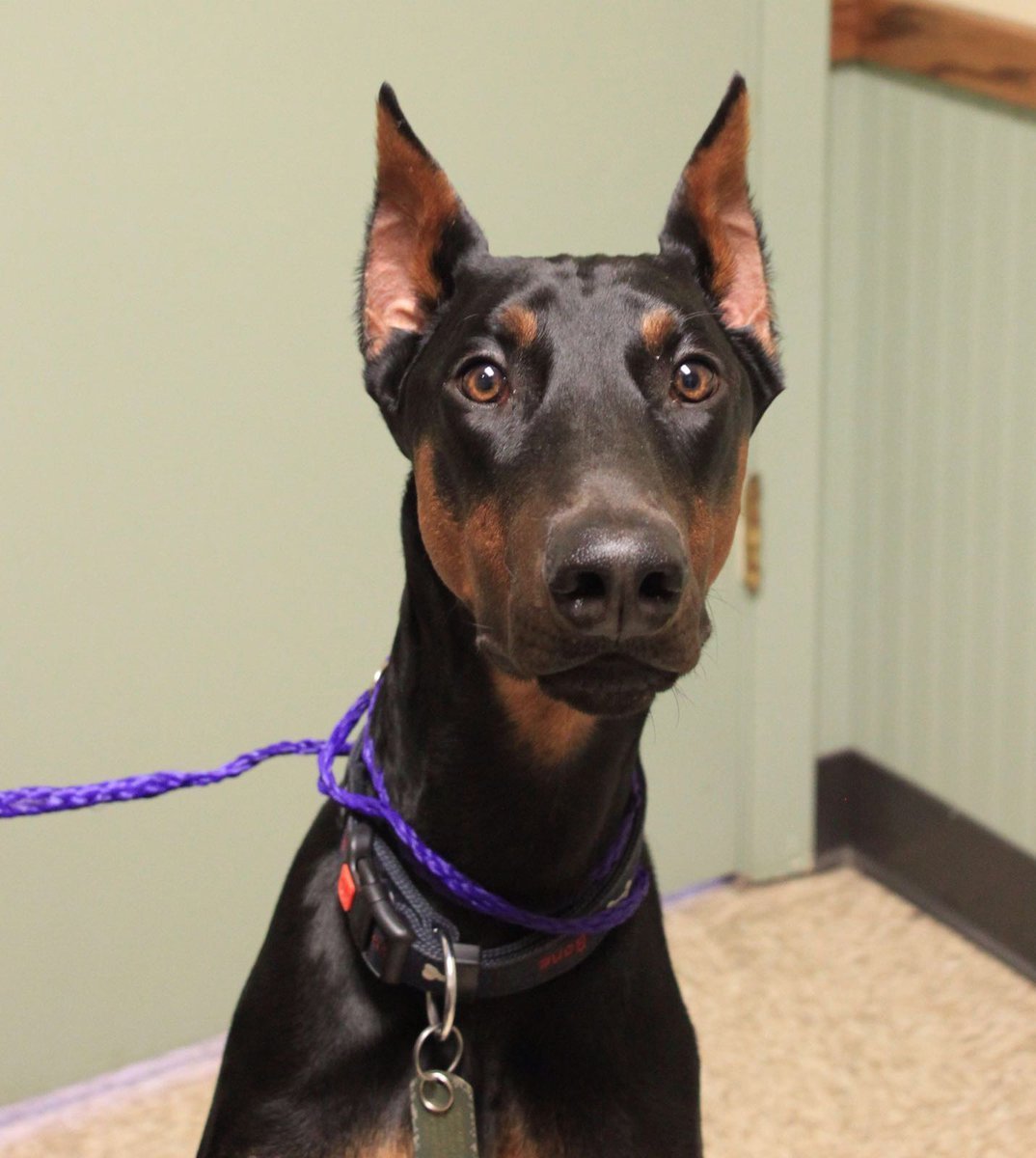 Доберман с некупированными ушами