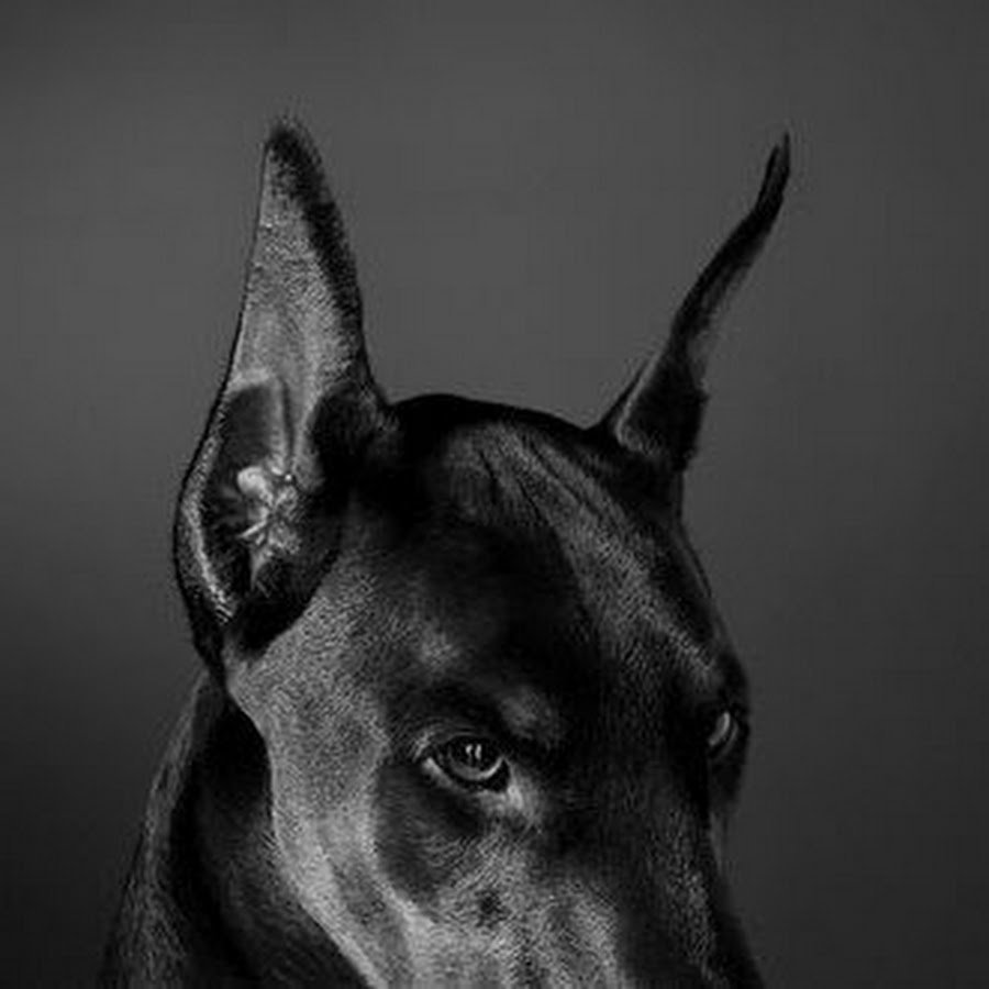 Доберман Эстетика