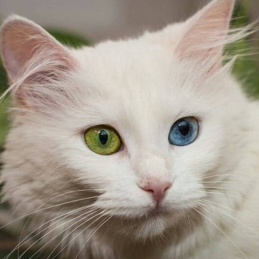 Какая порода белых котов. Турецкая ангора гетерохромия. Турецкая ангора кошка. Турецкая ангора кошка разноглазая. Турецкая ангора белая.