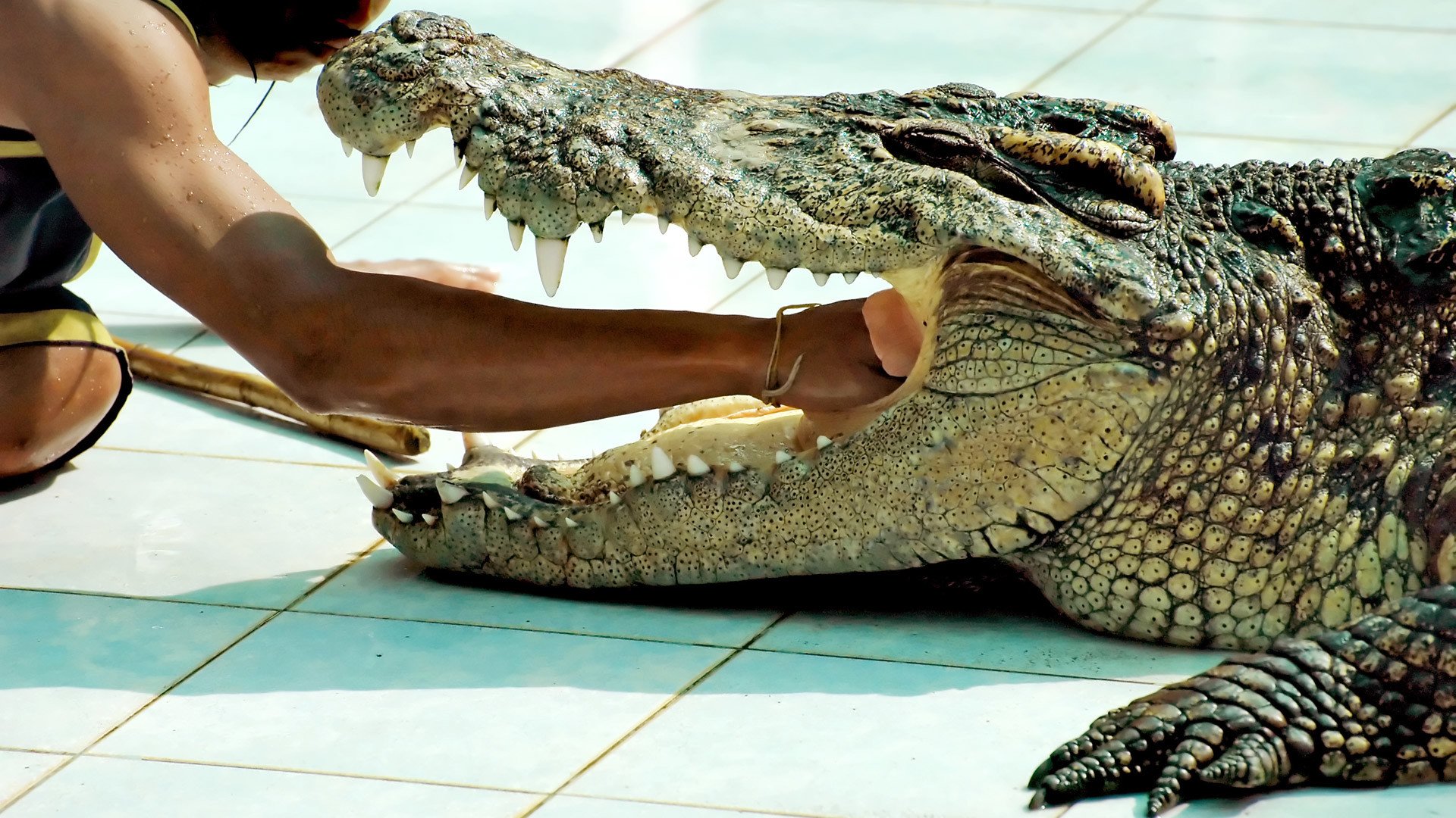 Самый большой аллигатор. Гребнистый крокодил Вьетнам. Гребнистый крокодил и Аллигатор. Гребнистый крокодил самый большой. Индонезия крокодил гребнистый.