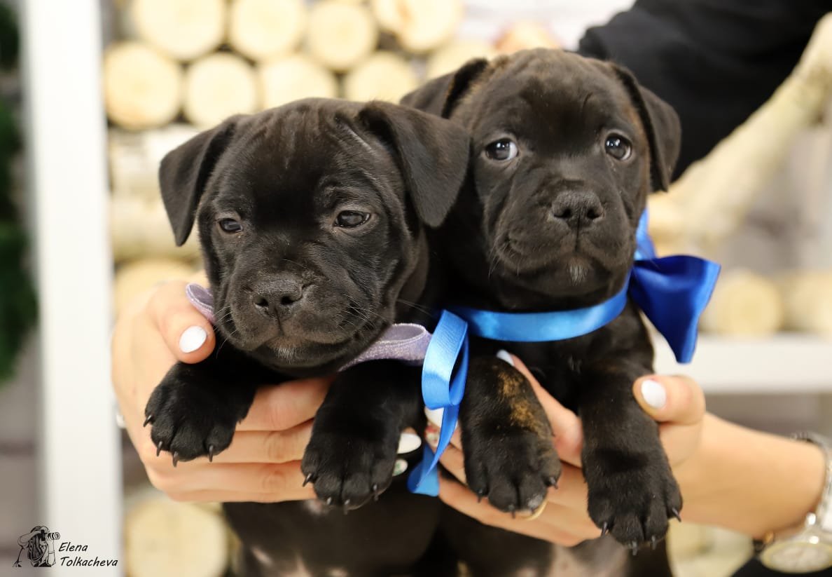 Стаффордширский бультерьер голубой