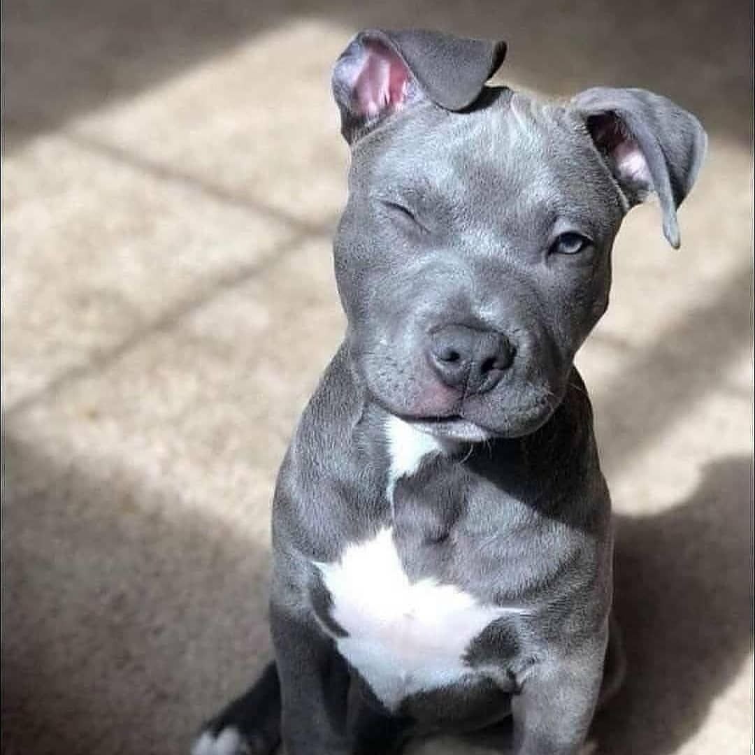 Английский стаффордширский бультерьер рыжий