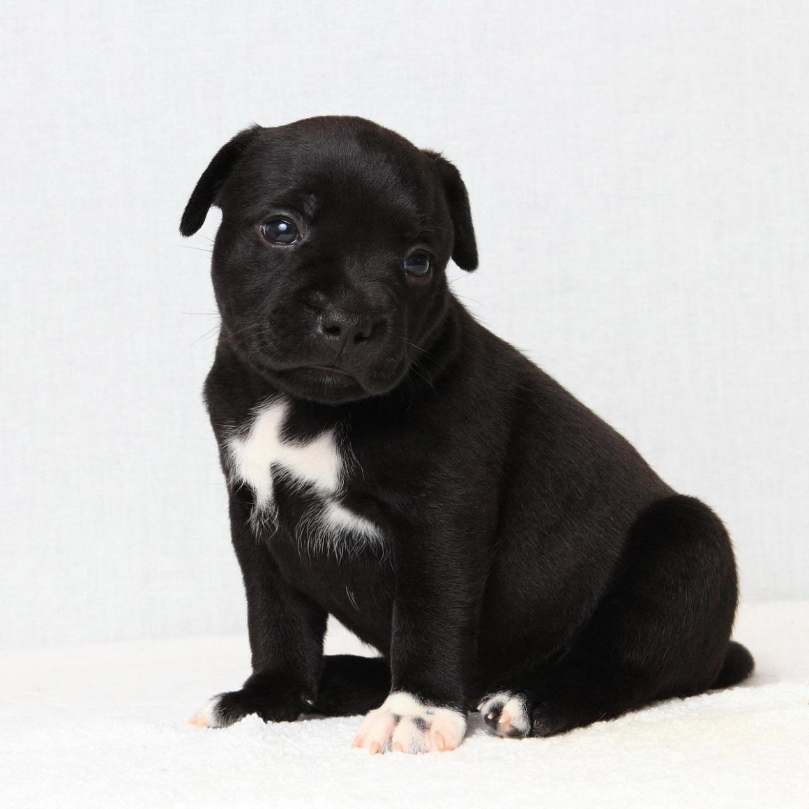 Стаффордширский бультерьер щенки