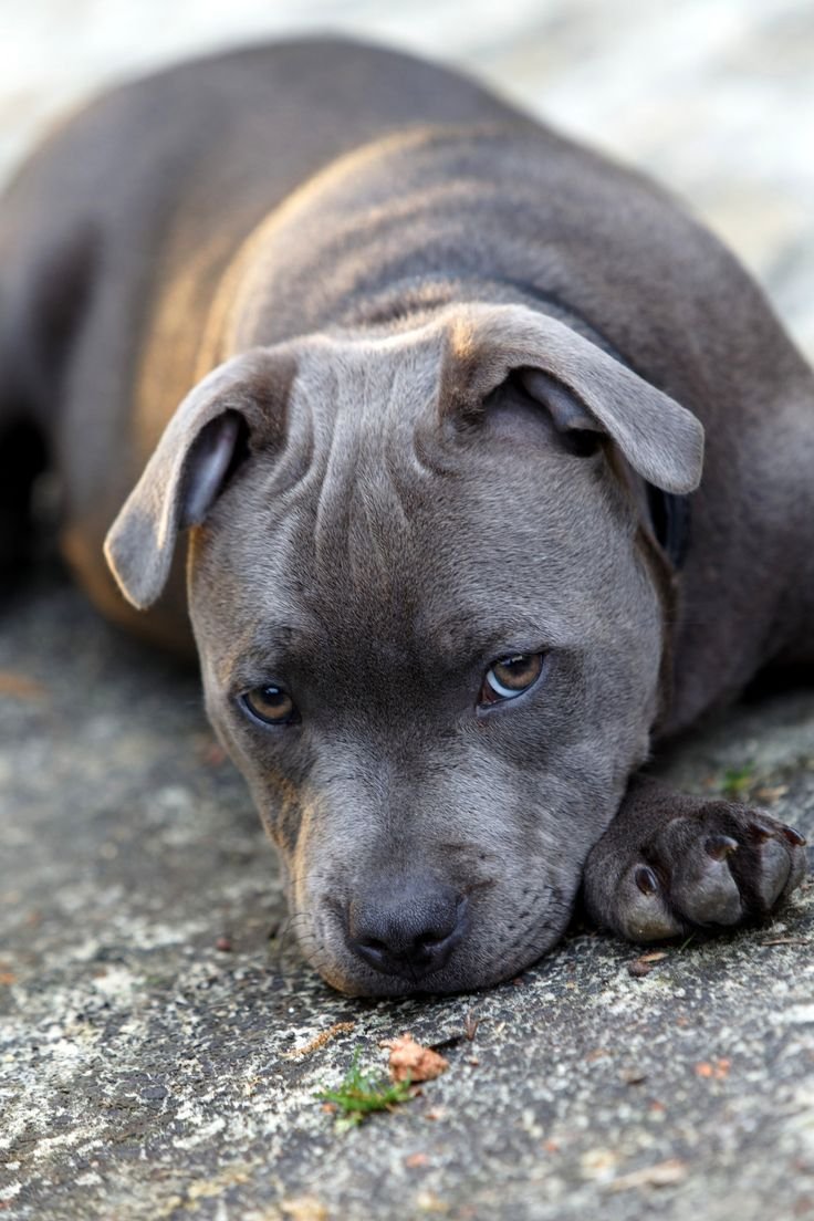 Стаффордширский бультерьер