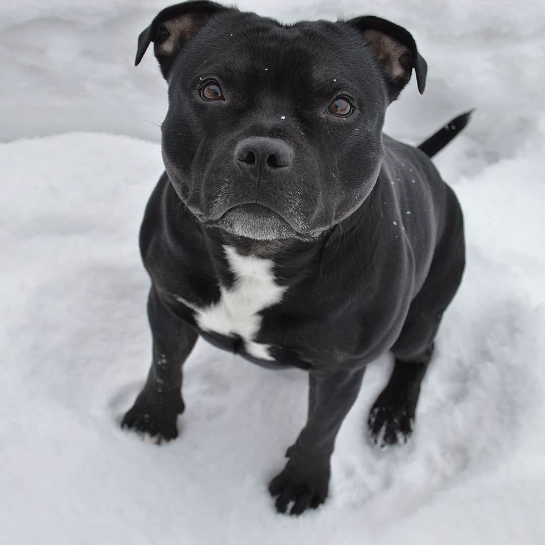 Английский стаффордширский бультерьер щенки