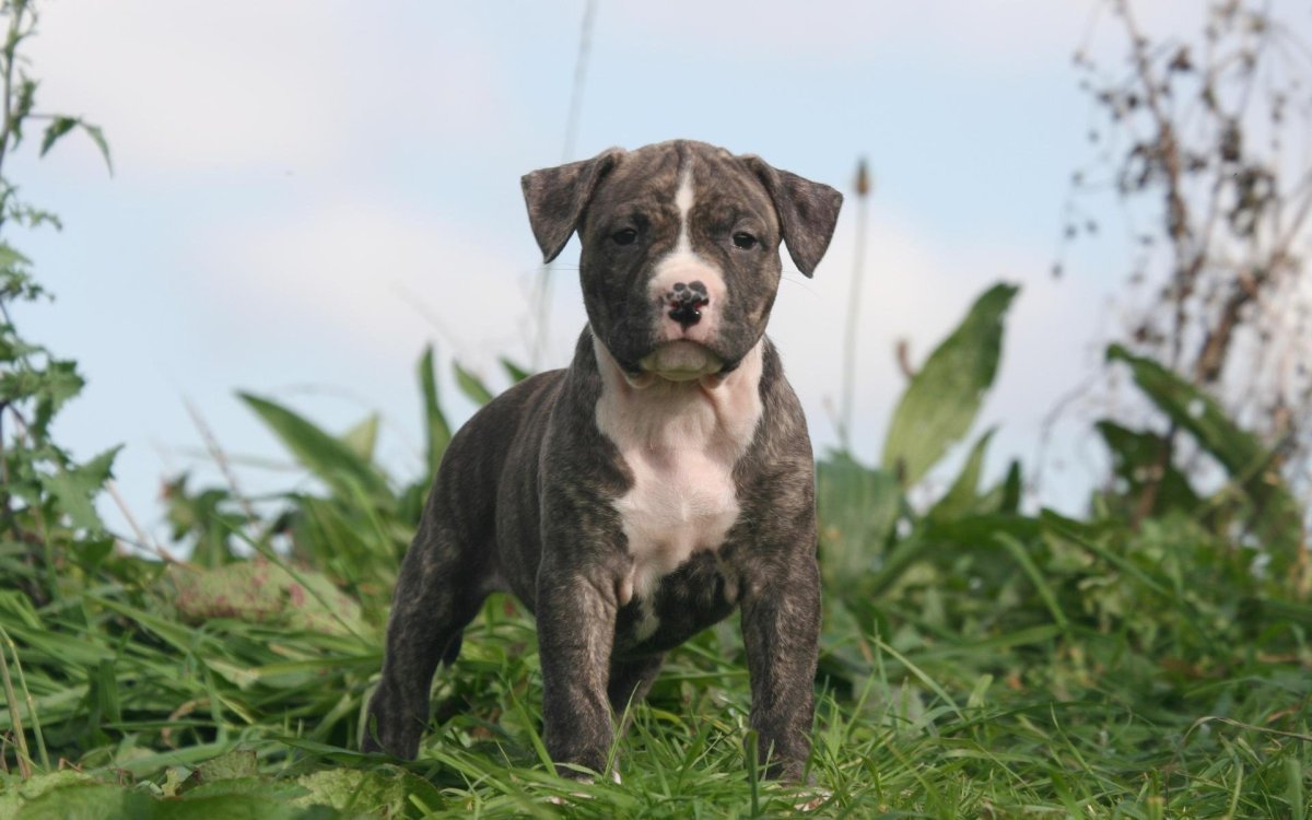 Стаффордширский бультерьер Кинг