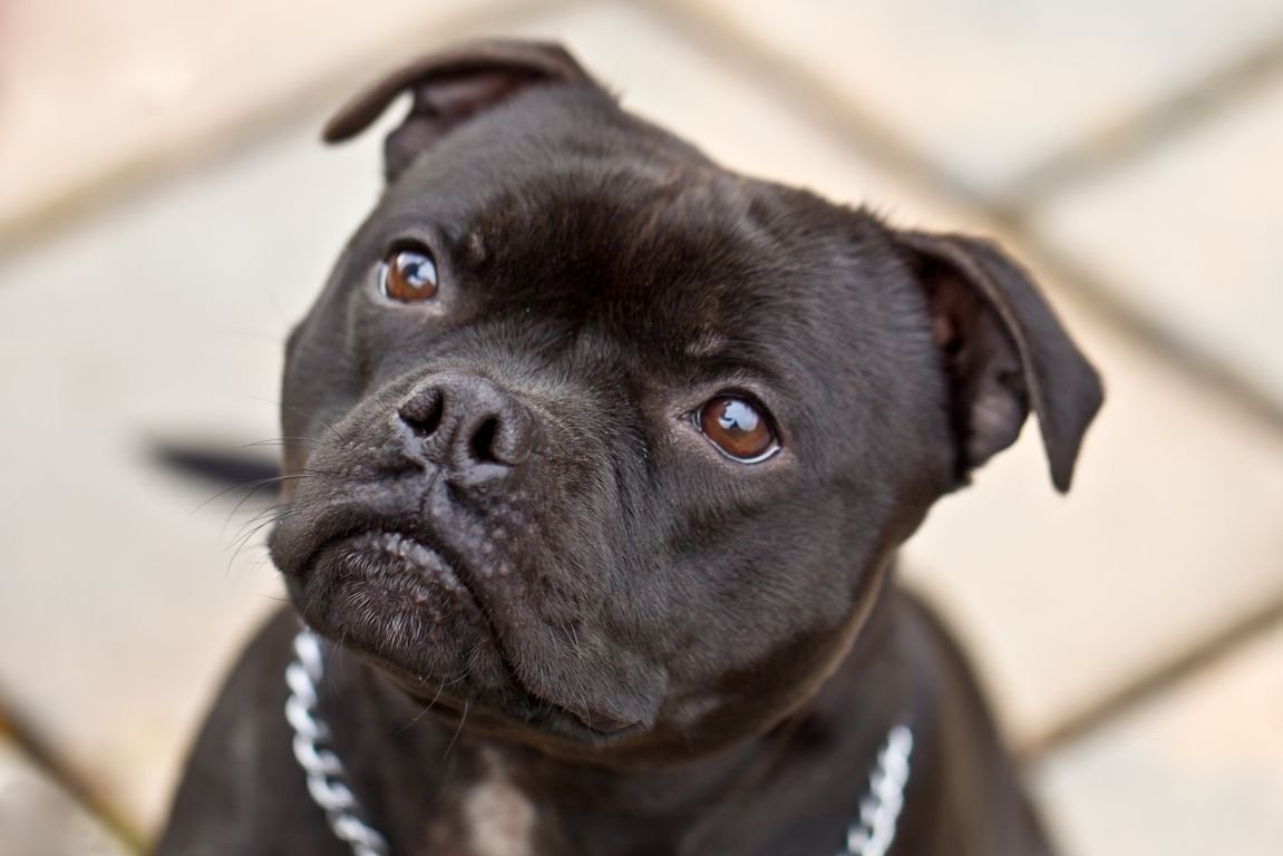 Собака стаффордширский бультерьер